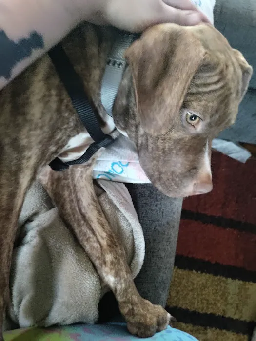 Logan Animal Hospital 12