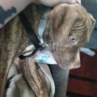 Logan Animal Hospital ico