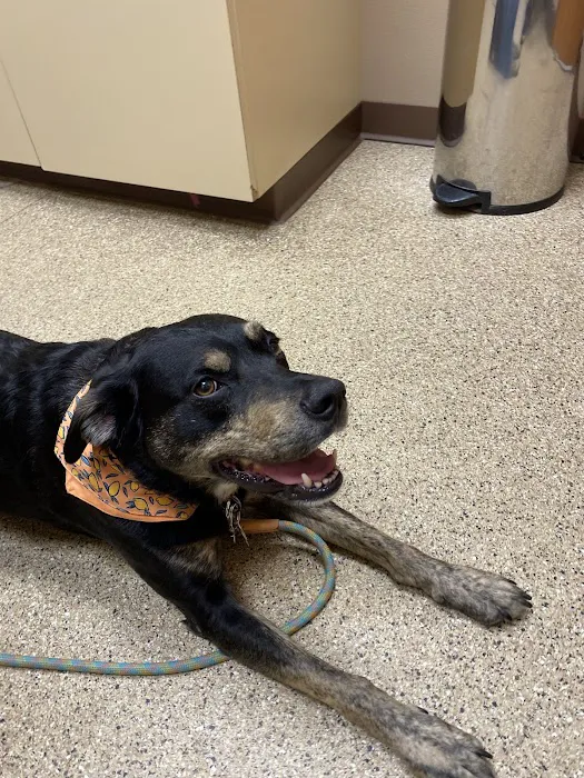 Pawsitive Pet Care 12