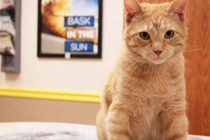Pawsitive Pet Care 12