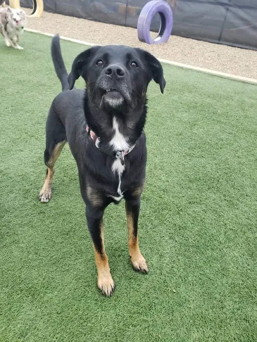 Companion Animal Clinic & Pet Resort 12