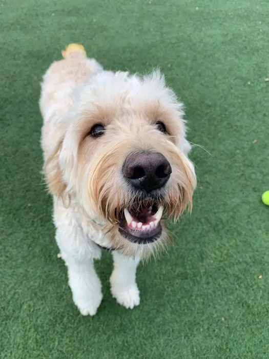 Companion Animal Clinic & Pet Resort 12
