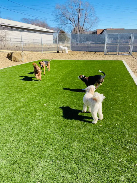 Companion Animal Clinic & Pet Resort 12