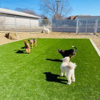 Companion Animal Clinic & Pet Resort ico