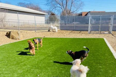 Companion Animal Clinic & Pet Resort