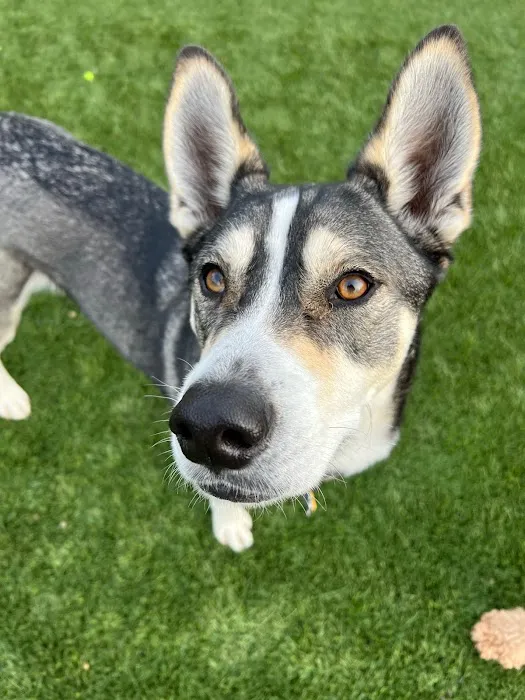 Companion Animal Clinic & Pet Resort 12