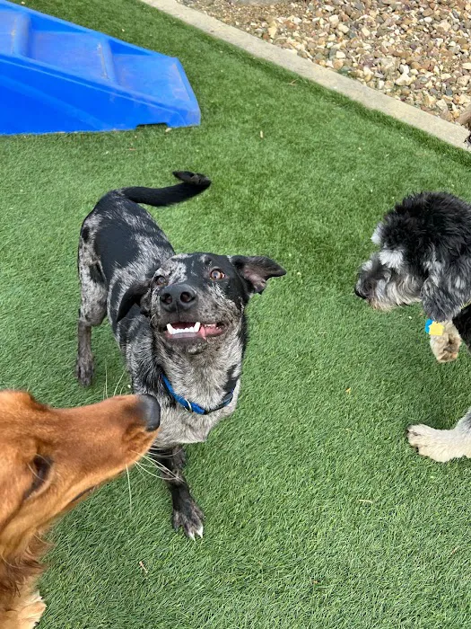 Companion Animal Clinic & Pet Resort 12