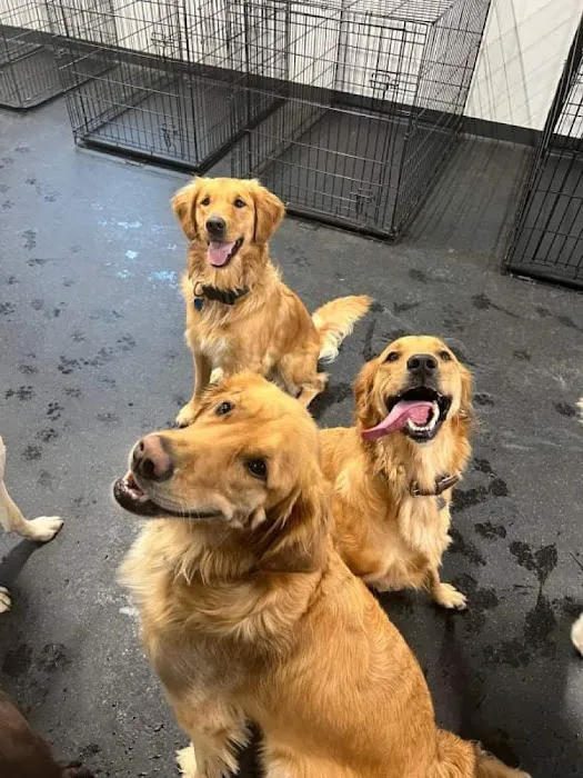 Companion Animal Clinic & Pet Resort 12