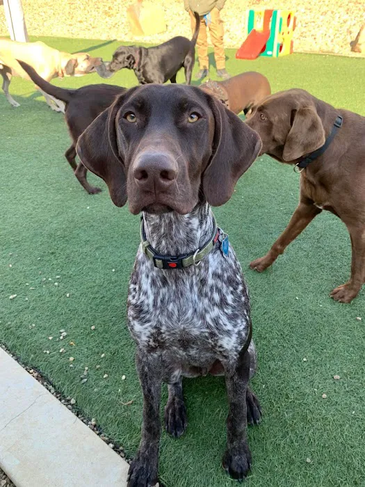 Companion Animal Clinic & Pet Resort 12