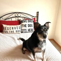 Peshtigo Veterinary Services ico