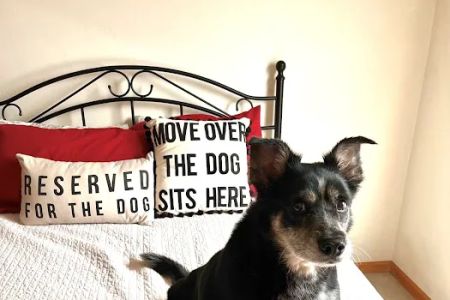 Peshtigo Veterinary Services
