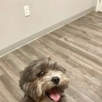 Town & Country Veterinary Clinic ico