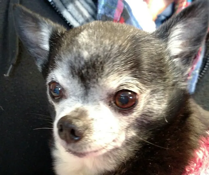 Southwood Animal Hospital 12
