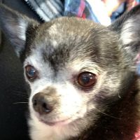 Southwood Animal Hospital ico