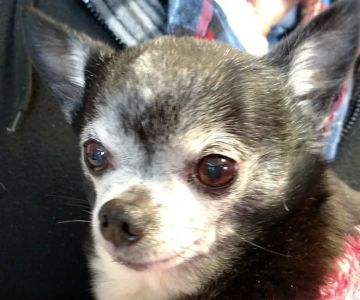 Southwood Animal Hospital