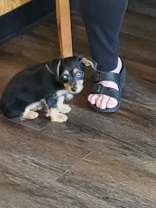 Southwood Animal Hospital 12