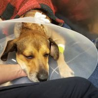 Parkersburg Veterinary Hospital ico