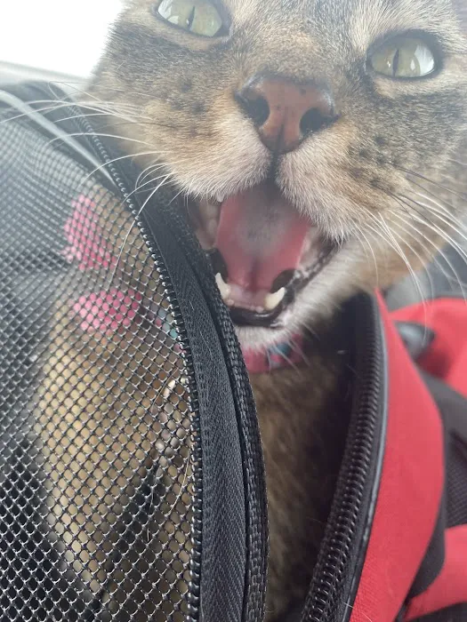St Marys Vet Clinic 8