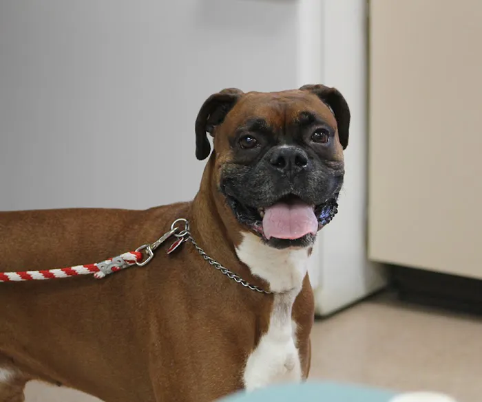 Sugarcreek Veterinary Clinic 1