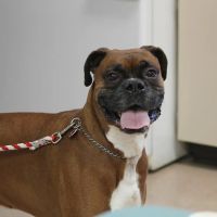 Sugarcreek Veterinary Clinic ico