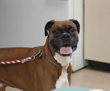 Sugarcreek Veterinary Clinic