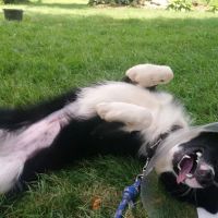 Orrville Veterinary Clinic Inc ico