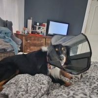 Finney Veterinary Services ico
