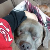 Albert Lea Veterinary Clinic ico