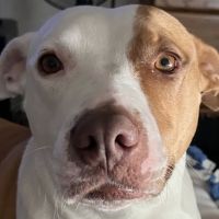 South Central Pet Care ico