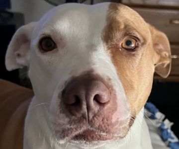 South Central Pet Care