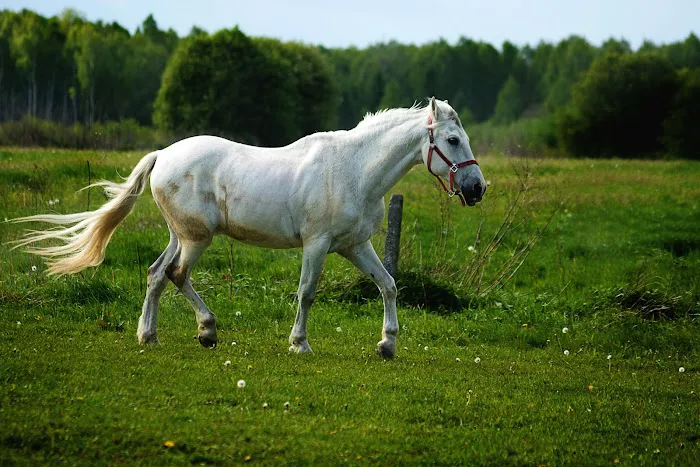 Buckingham Equine Veterinary Clinic 12