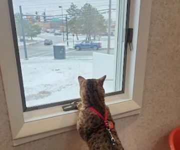 Small Miracles Animal Hospital