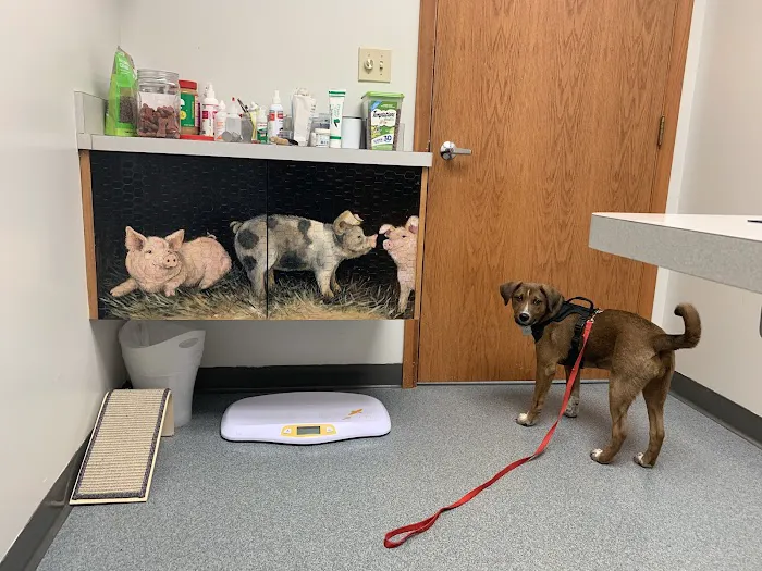 St Francis Animal Hospital 12