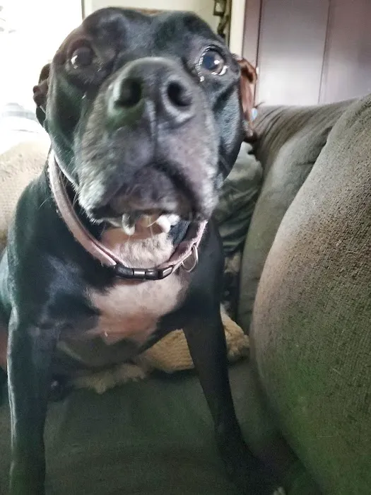 St Francis Animal Hospital 12