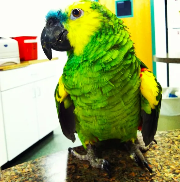 Animal and Avian Medical Center 9