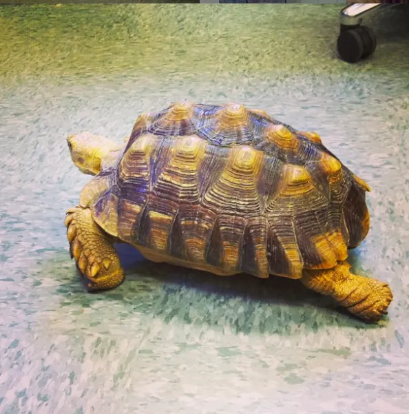 Animal and Avian Medical Center 10
