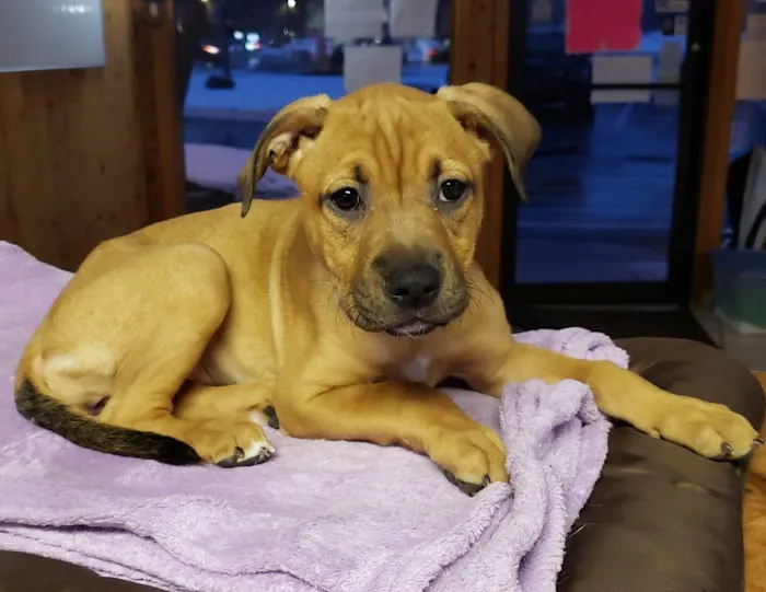 Brunswick Animal Hospital 6