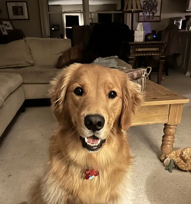 All Creatures Veterinary Clinic & Lodge 12