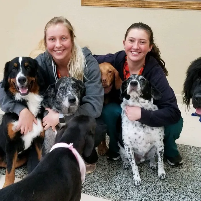 All Creatures Veterinary Clinic & Lodge 12