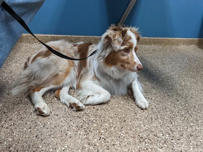 Hunting Ridge Animal Hospital 12