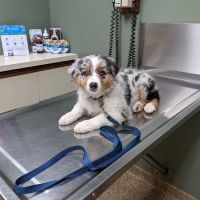 Hunting Ridge Animal Hospital ico