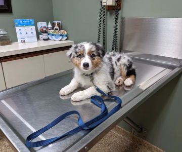 Hunting Ridge Animal Hospital