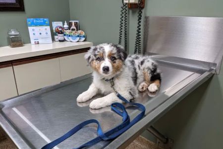 Hunting Ridge Animal Hospital