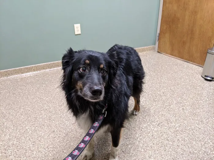 Hunting Ridge Animal Hospital 12