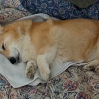 Wadsworth Veterinary Hospital ico