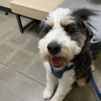 Vetco Total Care Animal Hospital ico