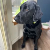 Creekside Animal Clinic ico