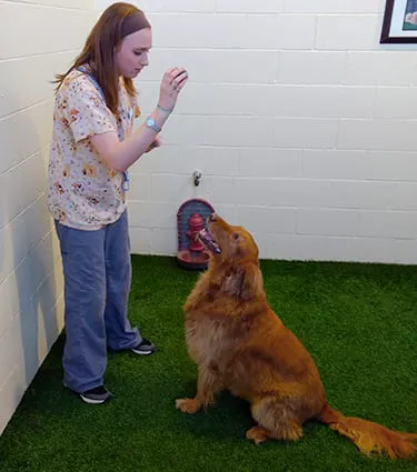 Akron-Medina Veterinary Hospital and Pet Resort 12