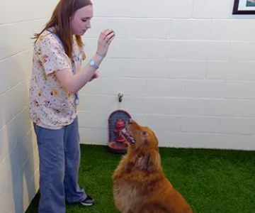 Akron-Medina Veterinary Hospital and Pet Resort