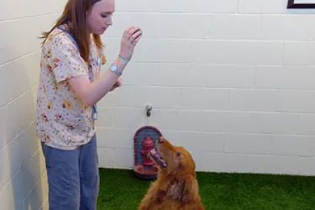 Akron-Medina Veterinary Hospital and Pet Resort